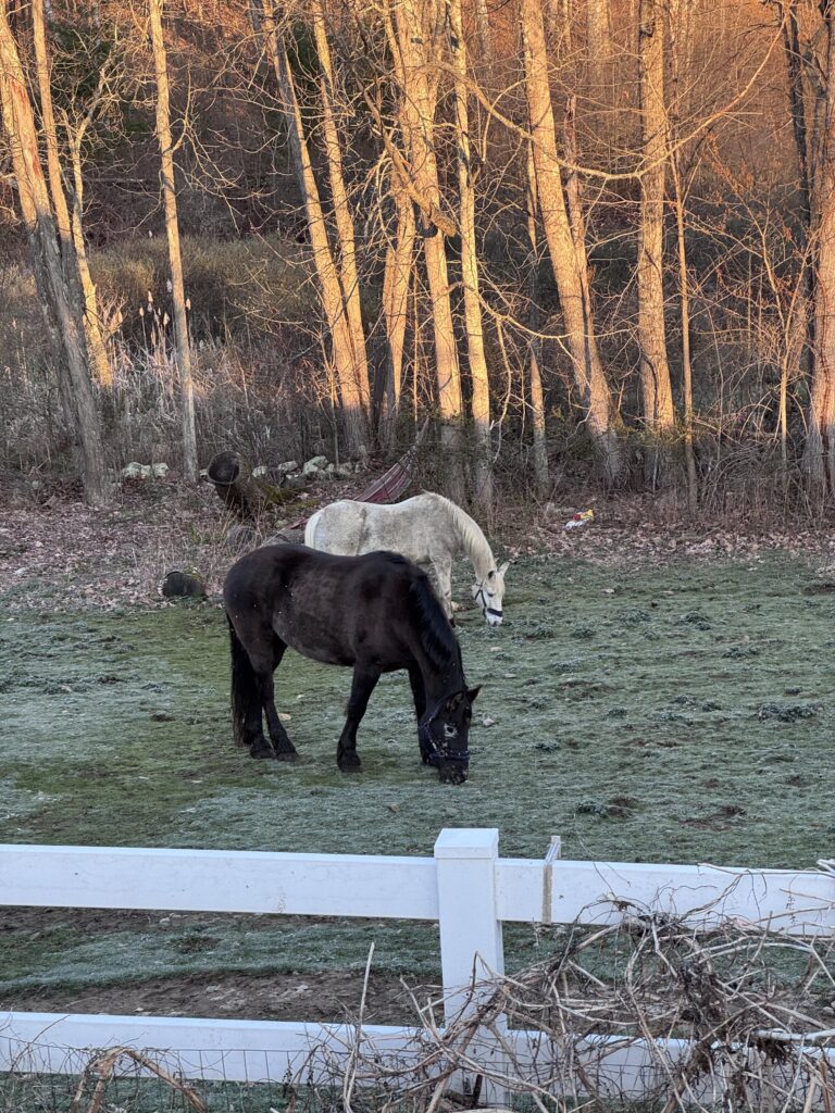 Another Frosty Morning