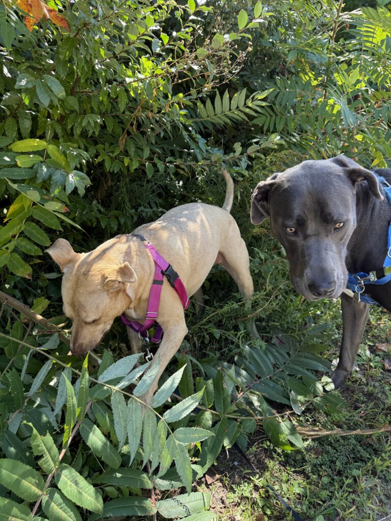 Branch Heist