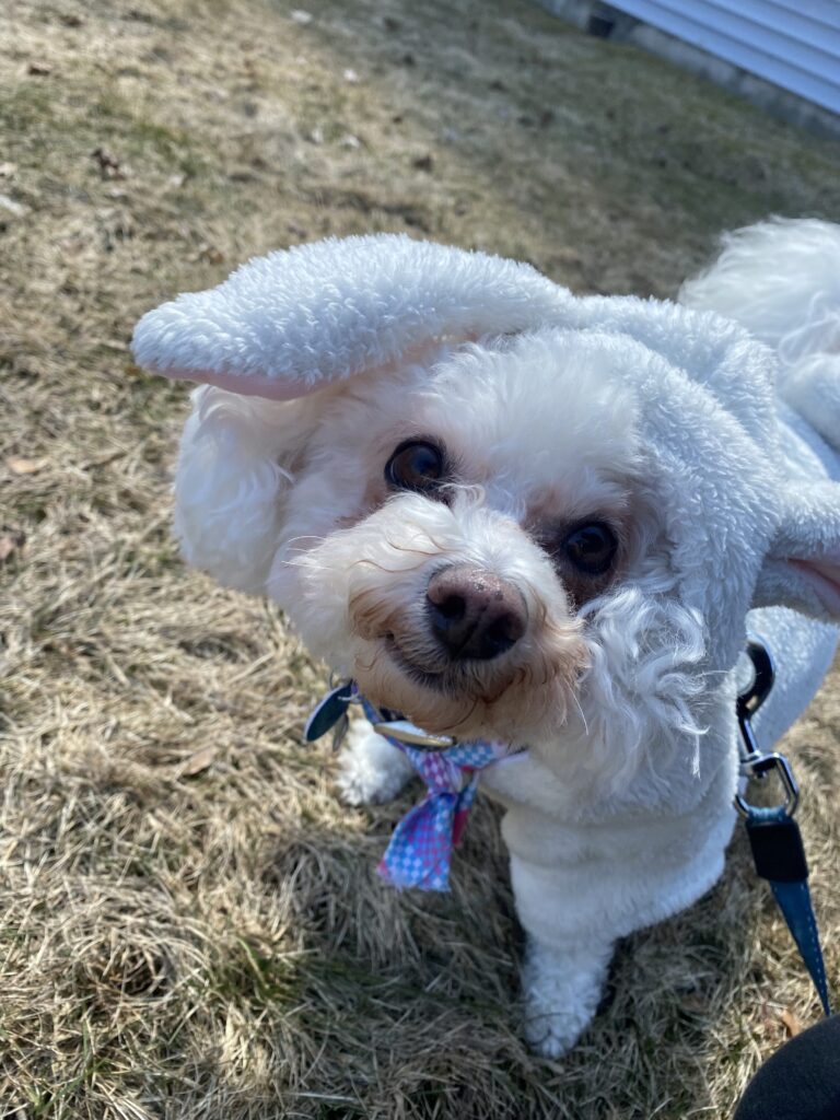 Bunny Rabbit Loo 🐰