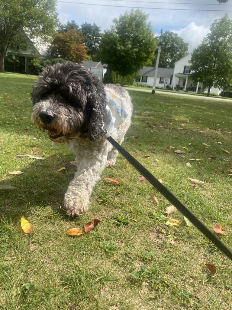 What A Pleasure 🐾☀️🍃