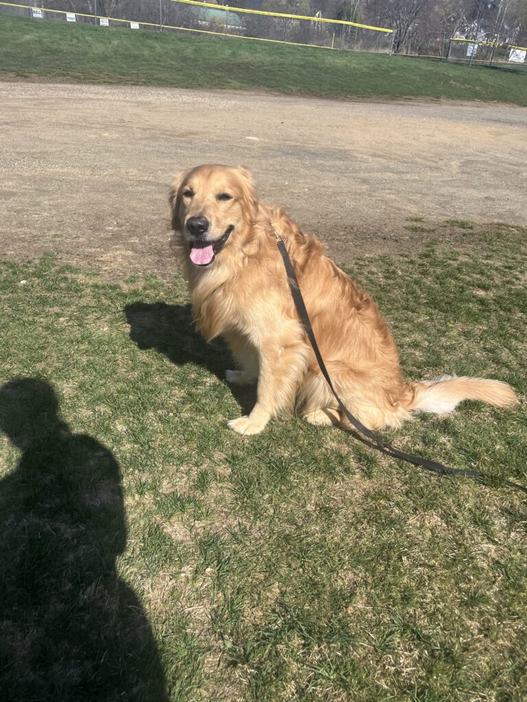 A Pawfect Walk !