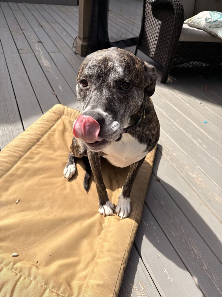 Pictures For Treats