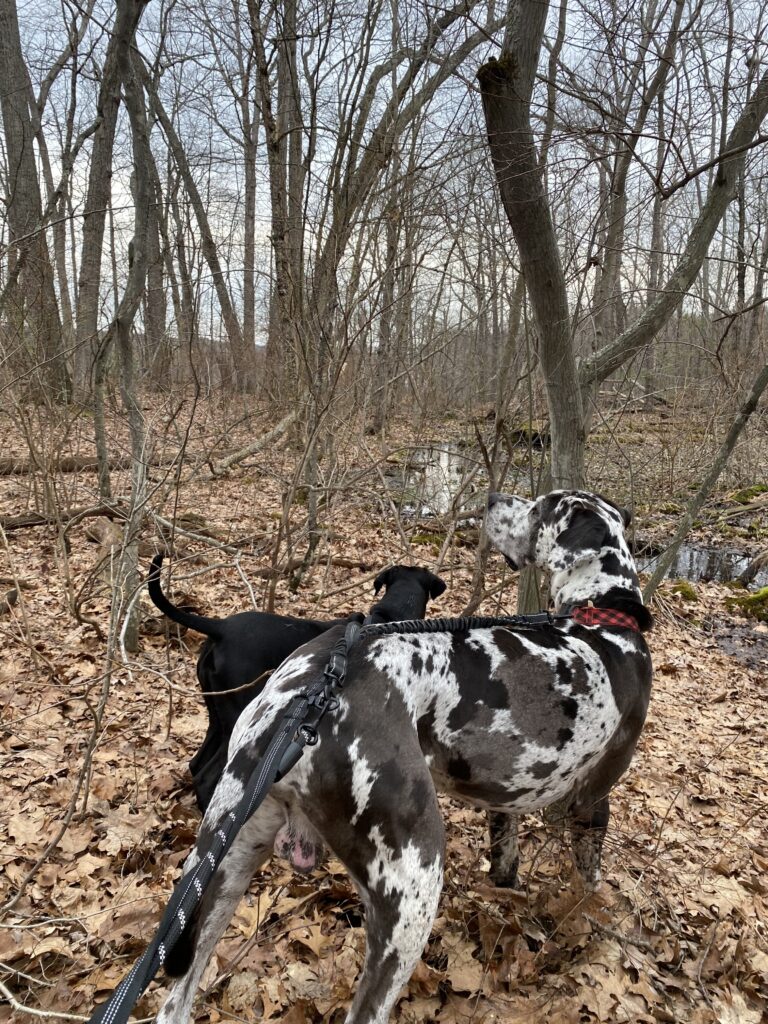 Squirrel Hunting 🐿️