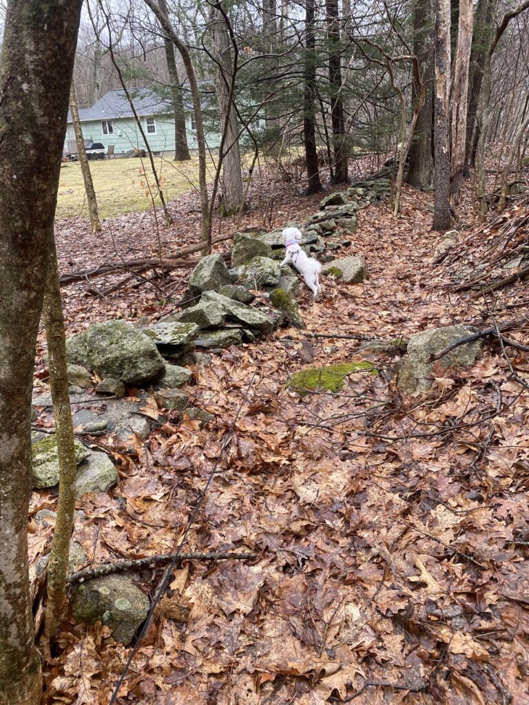 Backyard Trail Unlocked 🔓
