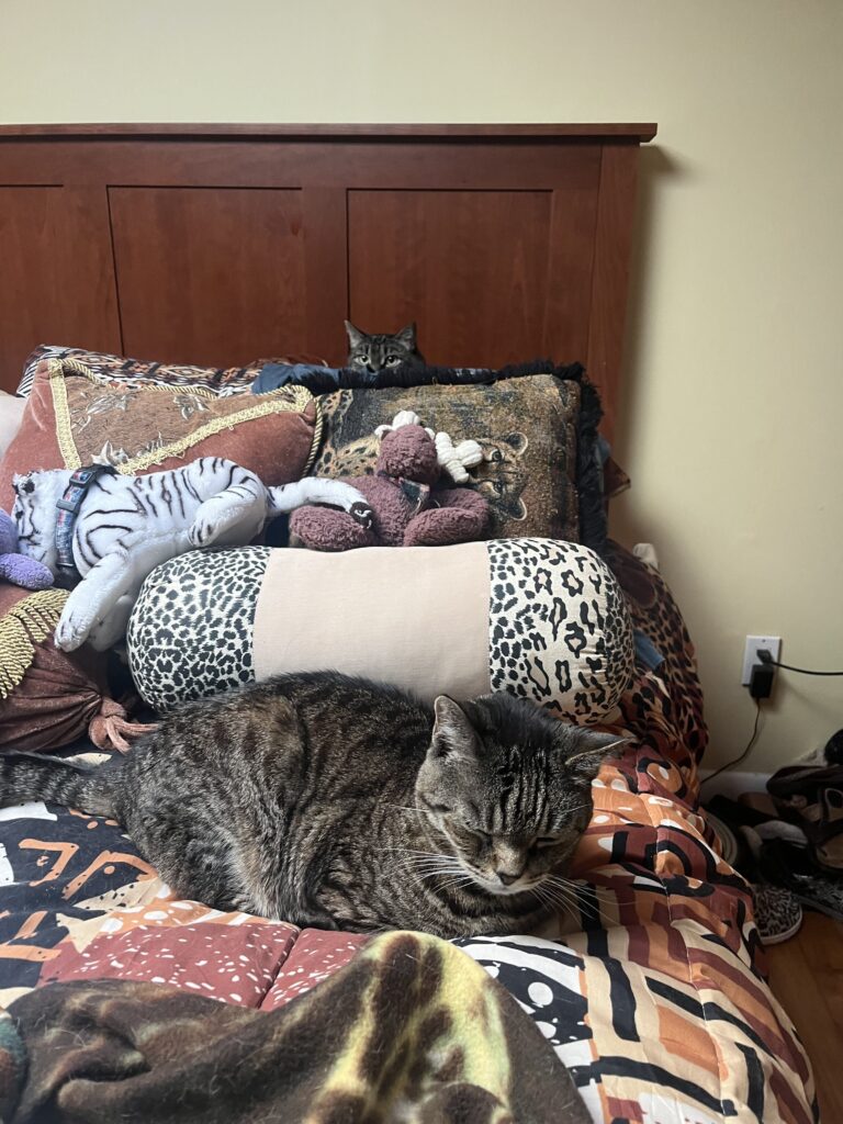 Meow And Chow 😻