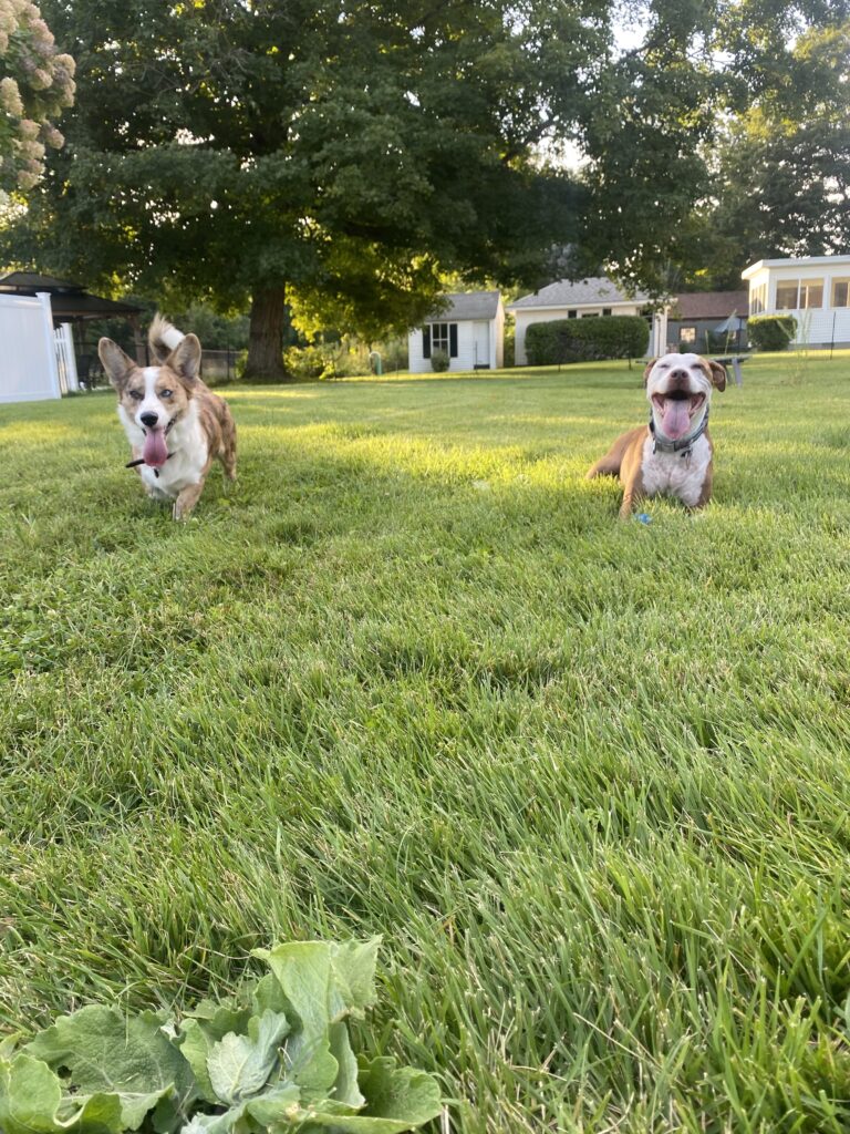 Sunset Playtime!!! ☀️🐾🐾