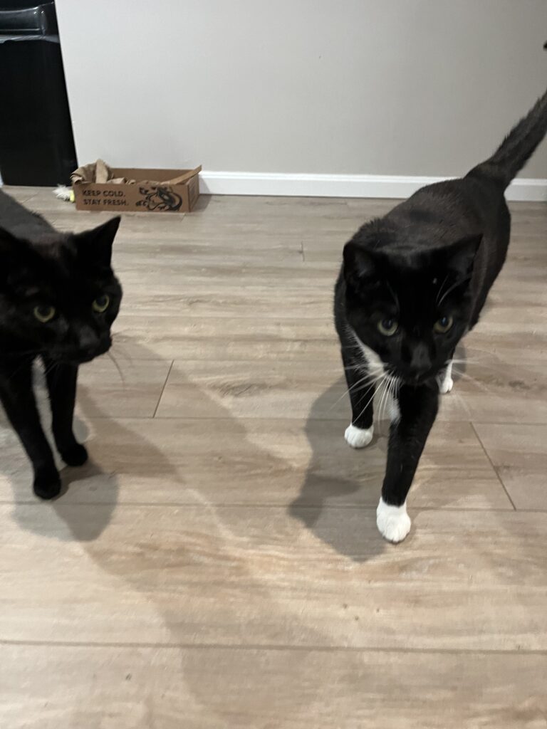 Purrfect dinner date