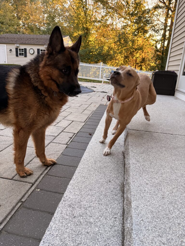Max And Nala