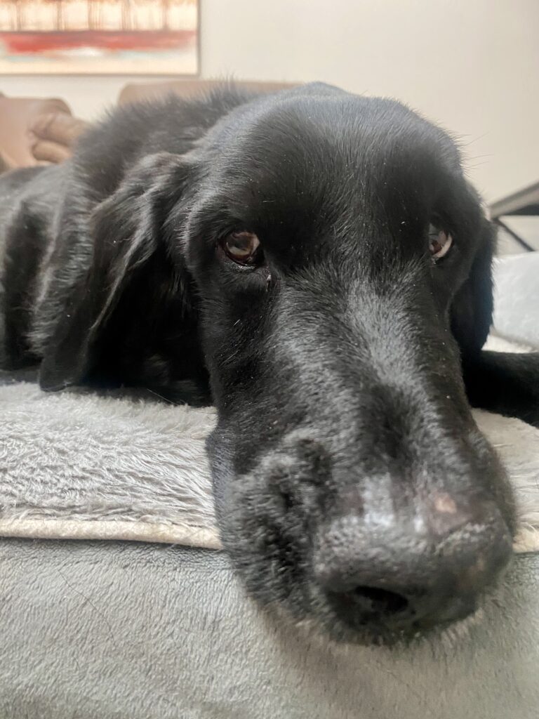 Sweet Duncan ❤️