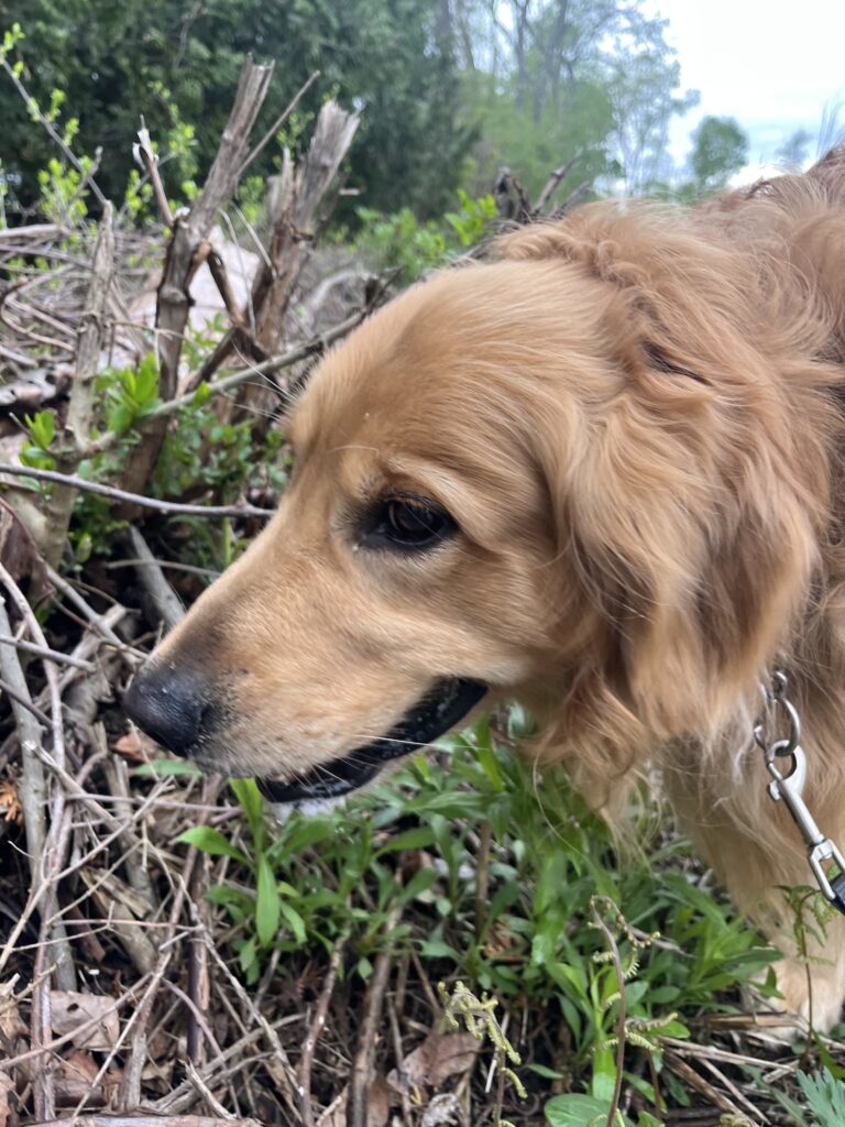 Sorry For Day Late Pupdate!