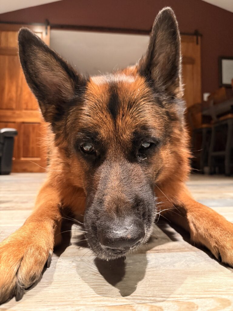 Dinner With Max