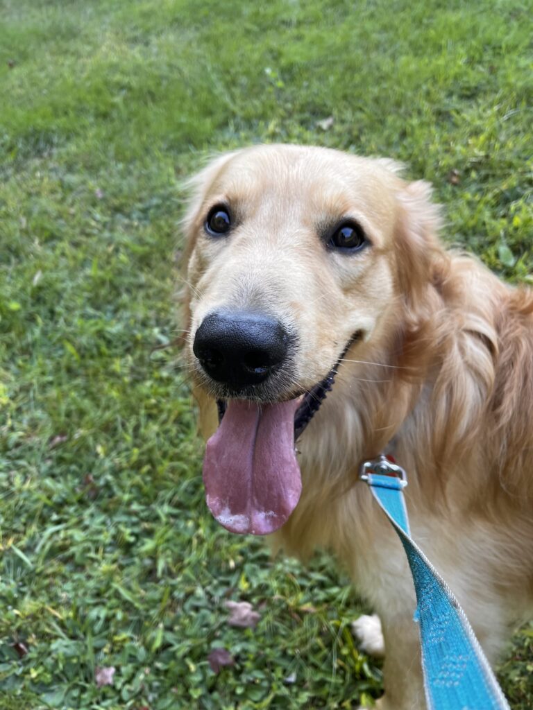 Maxwell the model