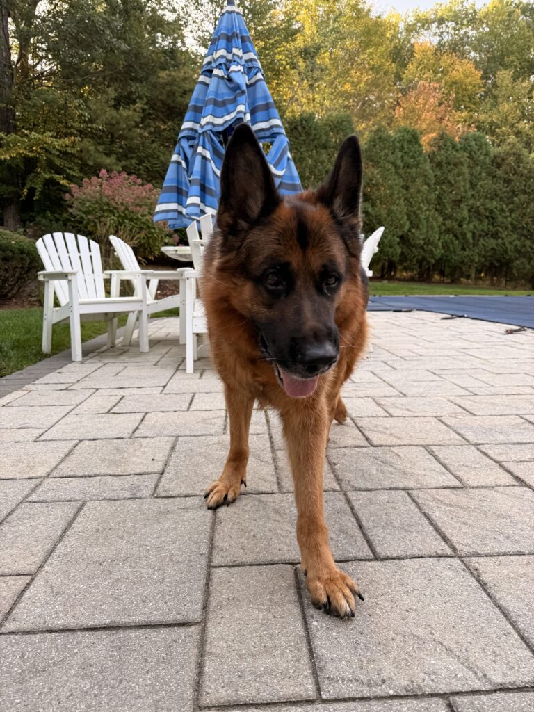 Pup Suprise