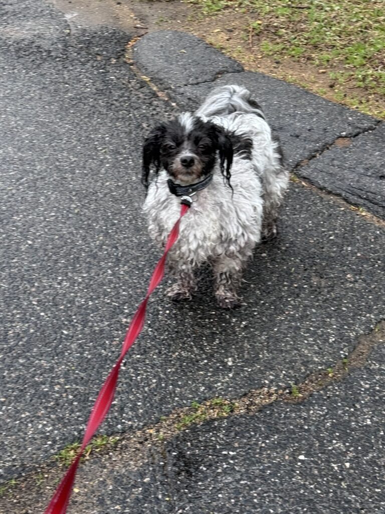 Drippy Ears And Soggy Paws
