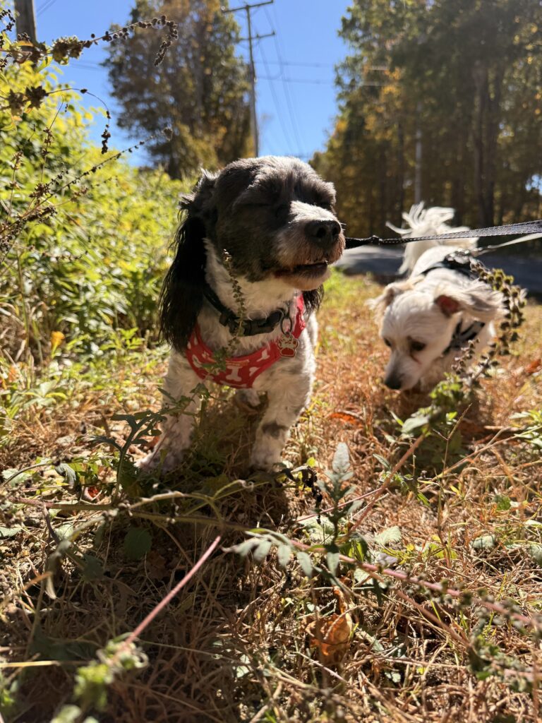 Lil Potato’s