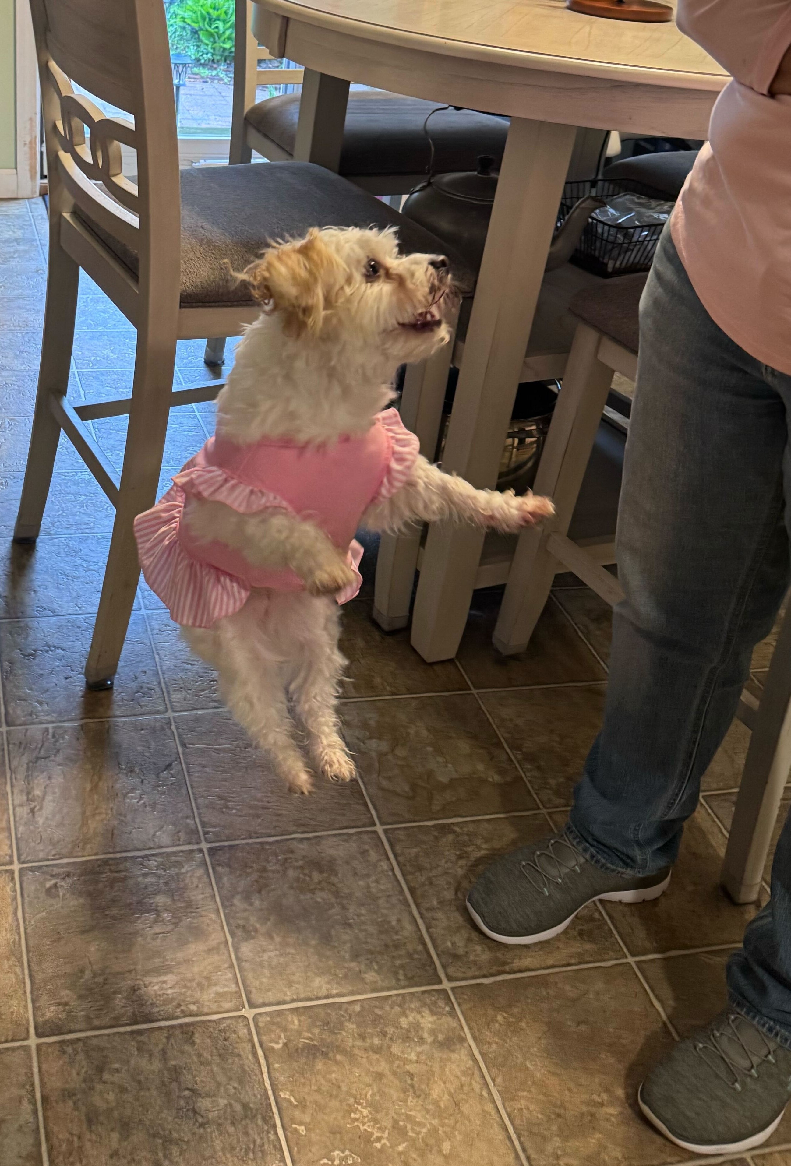 The Dancing Maltese Princess