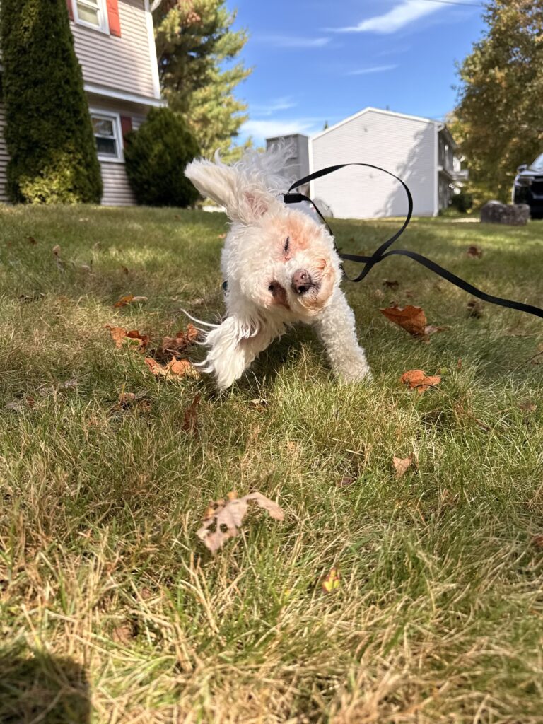 Crazy Lilyloo