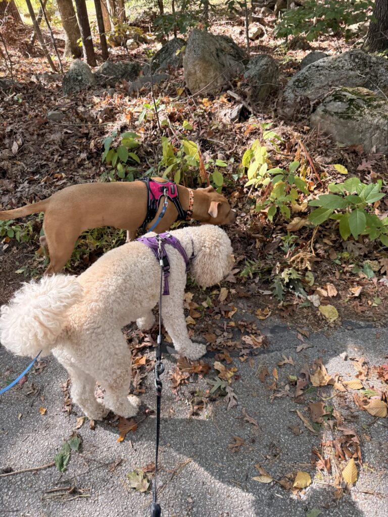 Millie And Nala