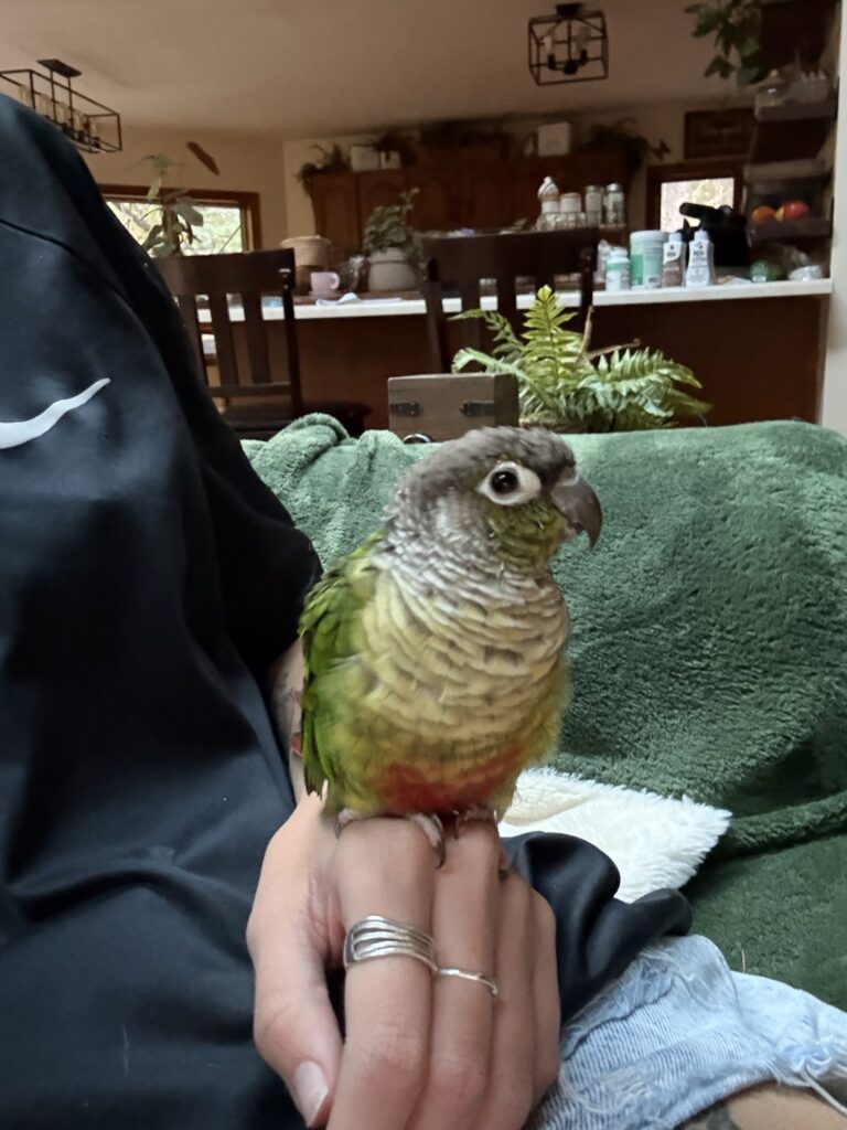 Puffy Rio