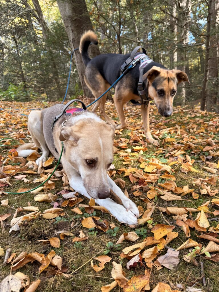 Sticks And Tricks