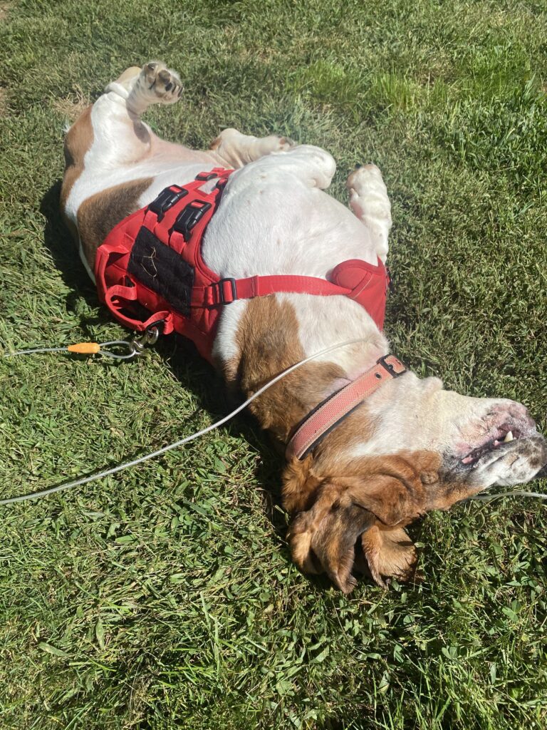 Bum Scratches & Belly Rubs ☀️🐾🐾