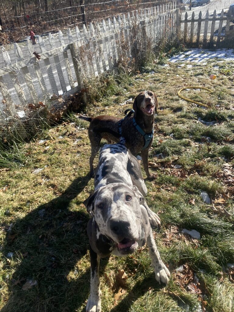 Tail Waggin’ Thursdays🐾