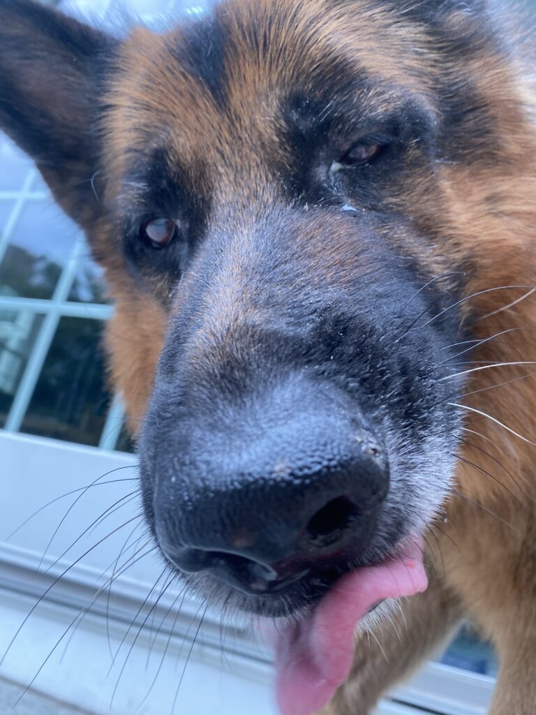 Dinner Snuggles 🥰 🐾