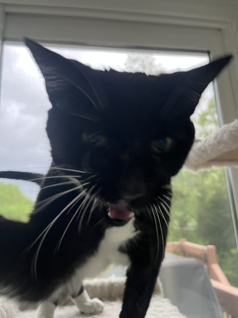 Mr. Pawsy !
