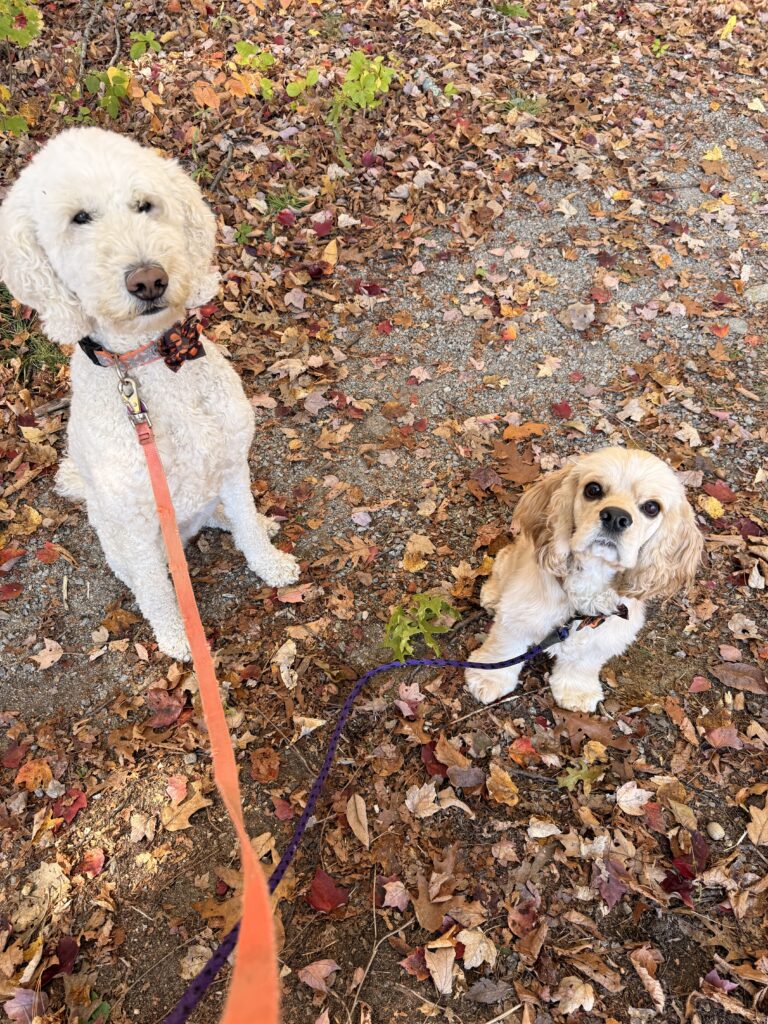 Leash Manners