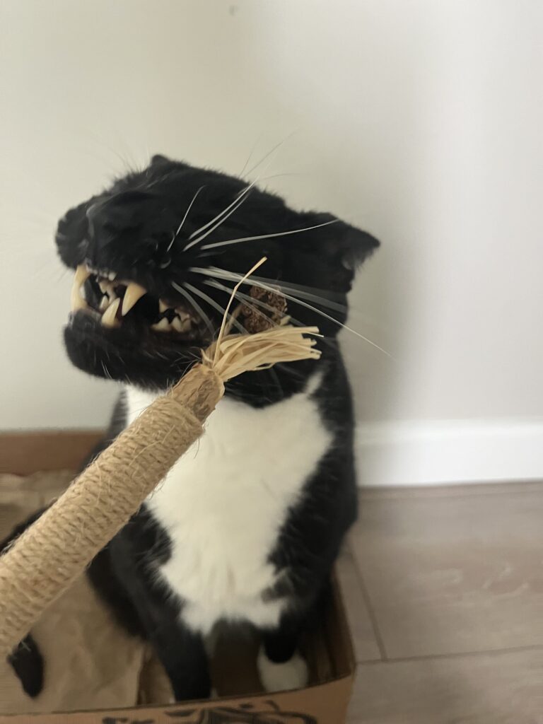 The Pawfect Last Visit