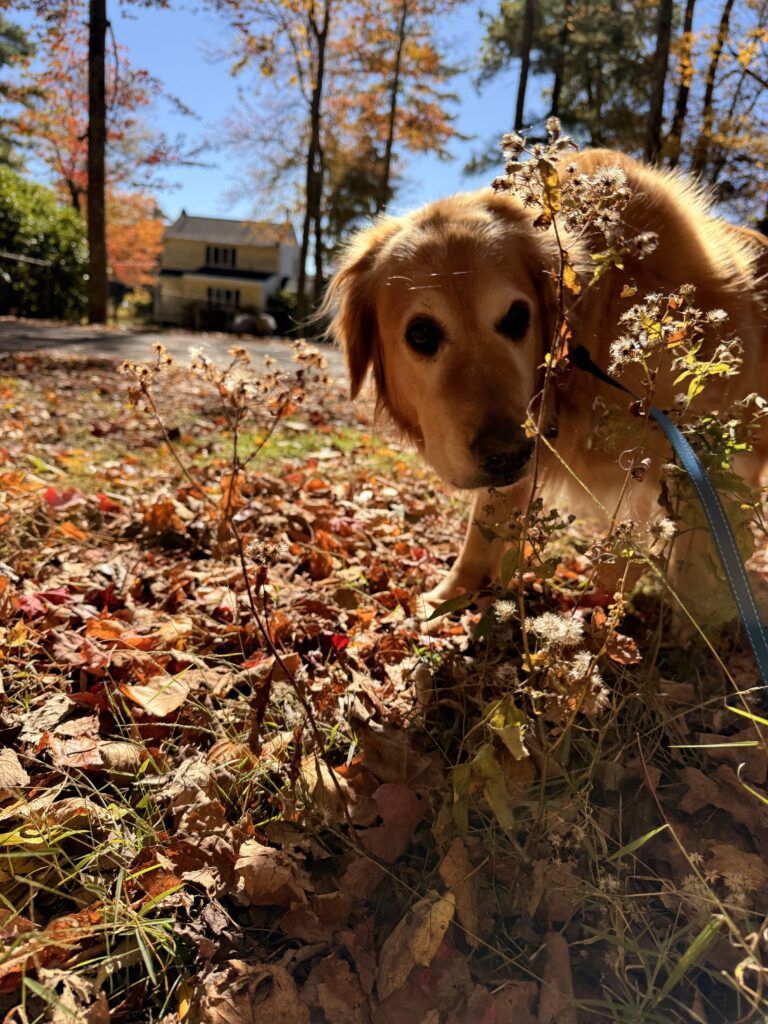 Nature Sniffs