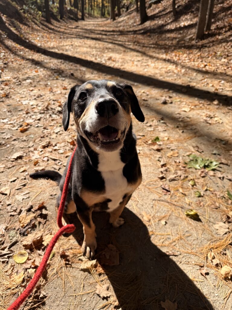 Mr.Happy