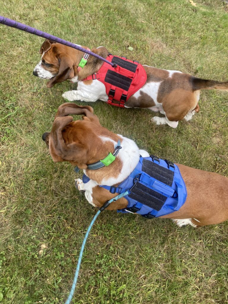 Floppy Ears & Zero Fears 💪