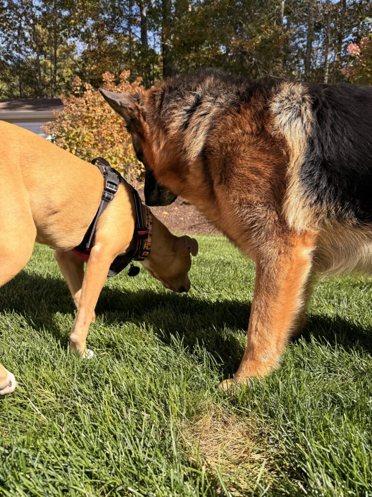 Max And Nala
