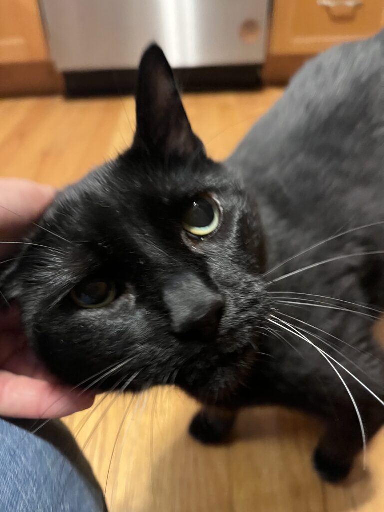 Cuddly Cash