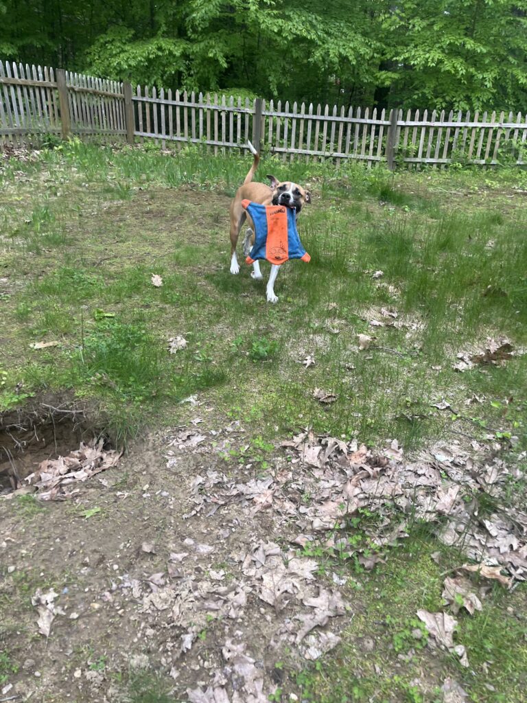 Doggie Olympics !