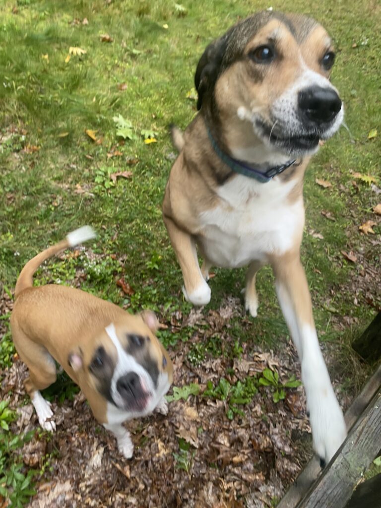 All My Friends!!! 🐾🐾💛🌪️