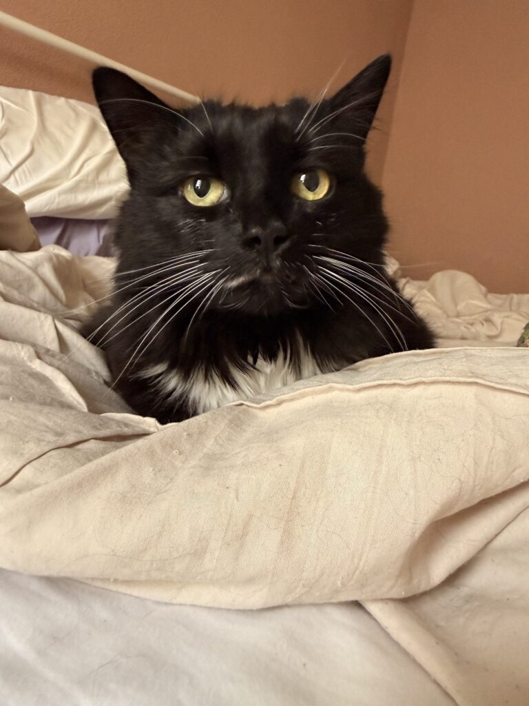 Queen Pepper