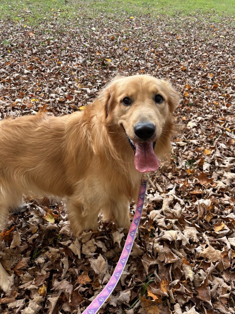 Zoomies!