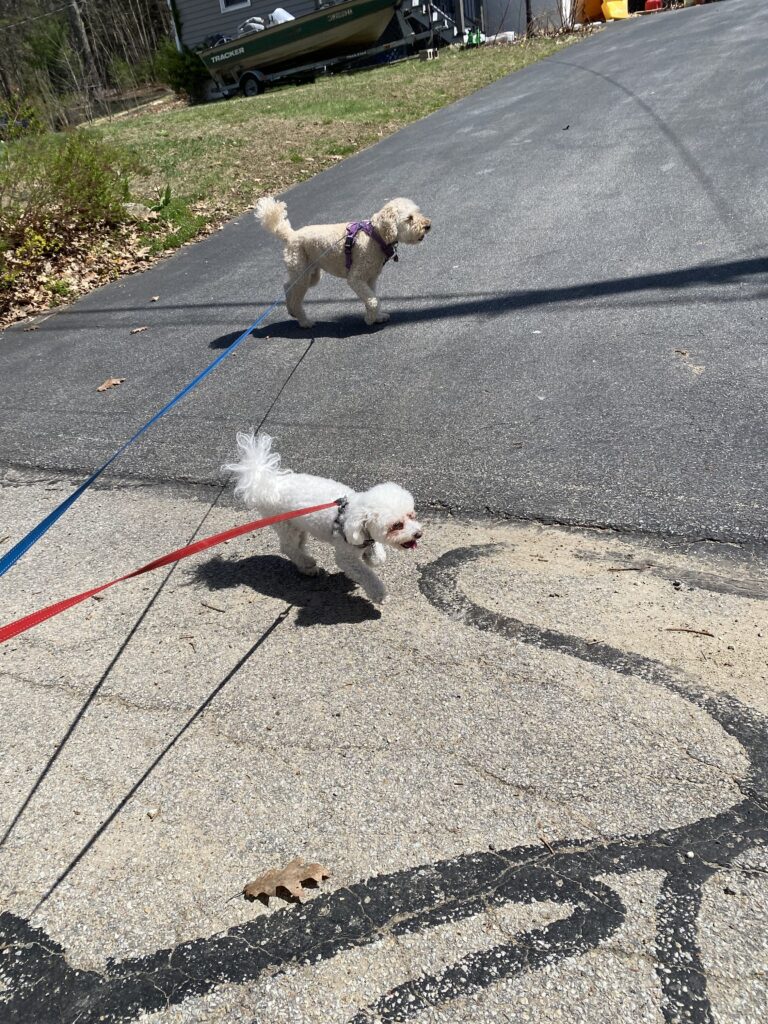 Two Pawlite Girlies 🐾