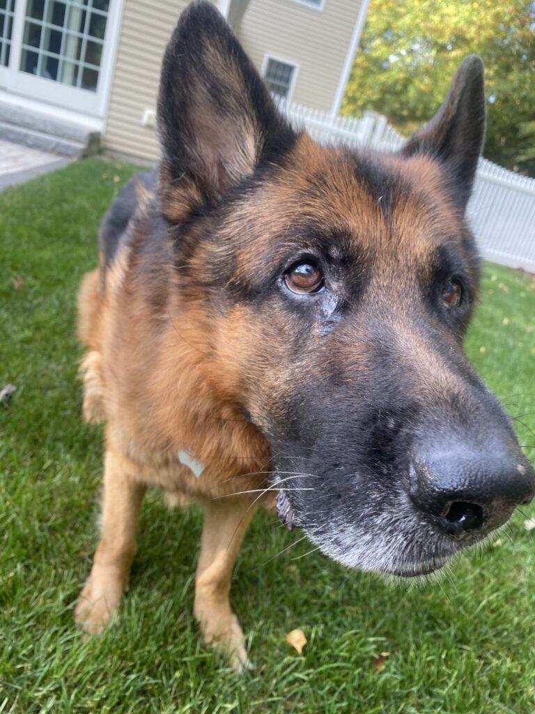 Soulful Pup 💛