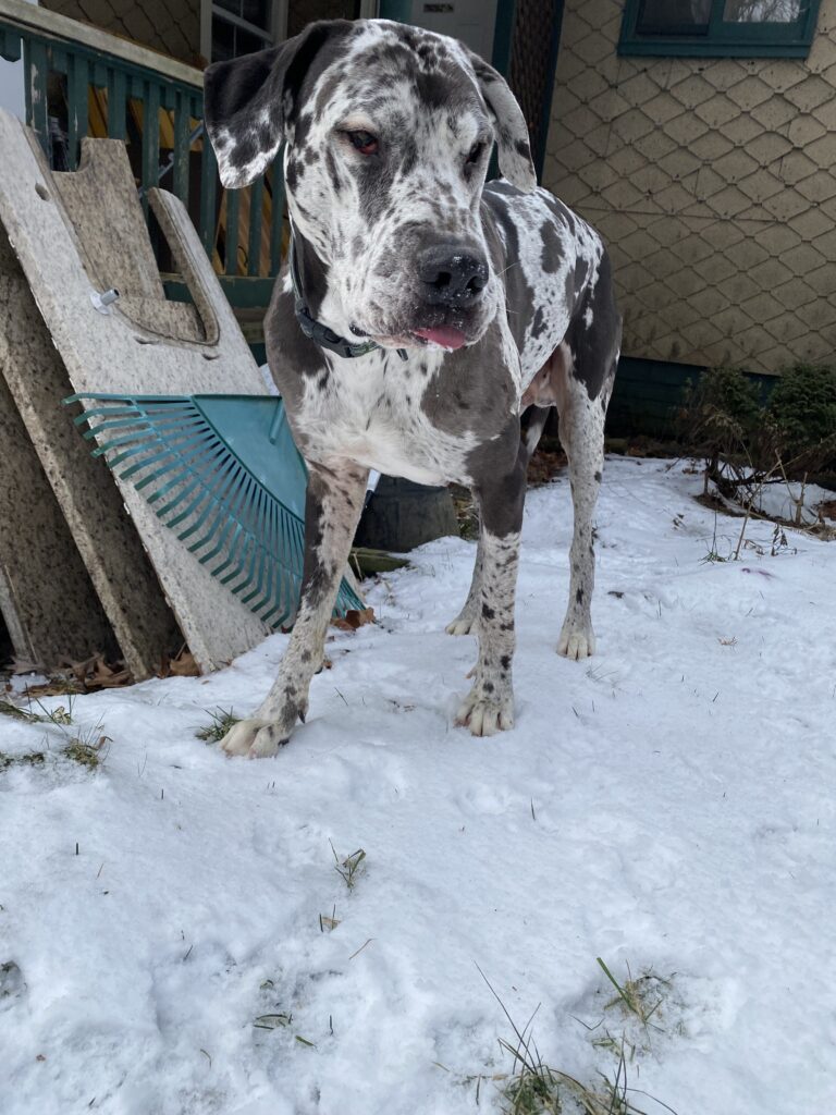 Frozen Tongues 👅