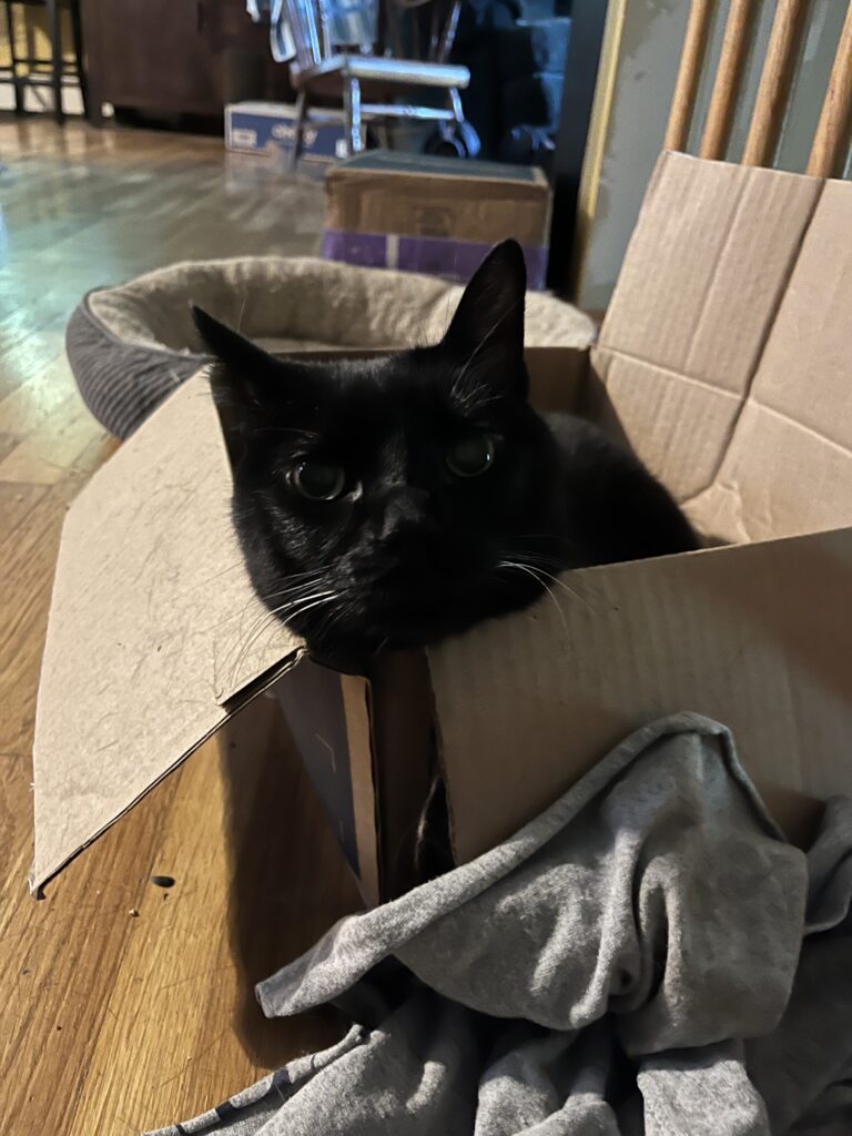 Mr Pawsy