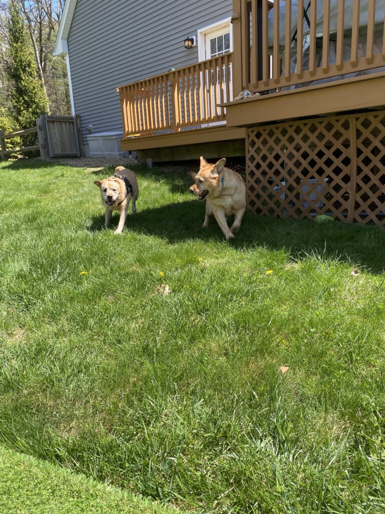 Surprise Pup Play Date ☀️