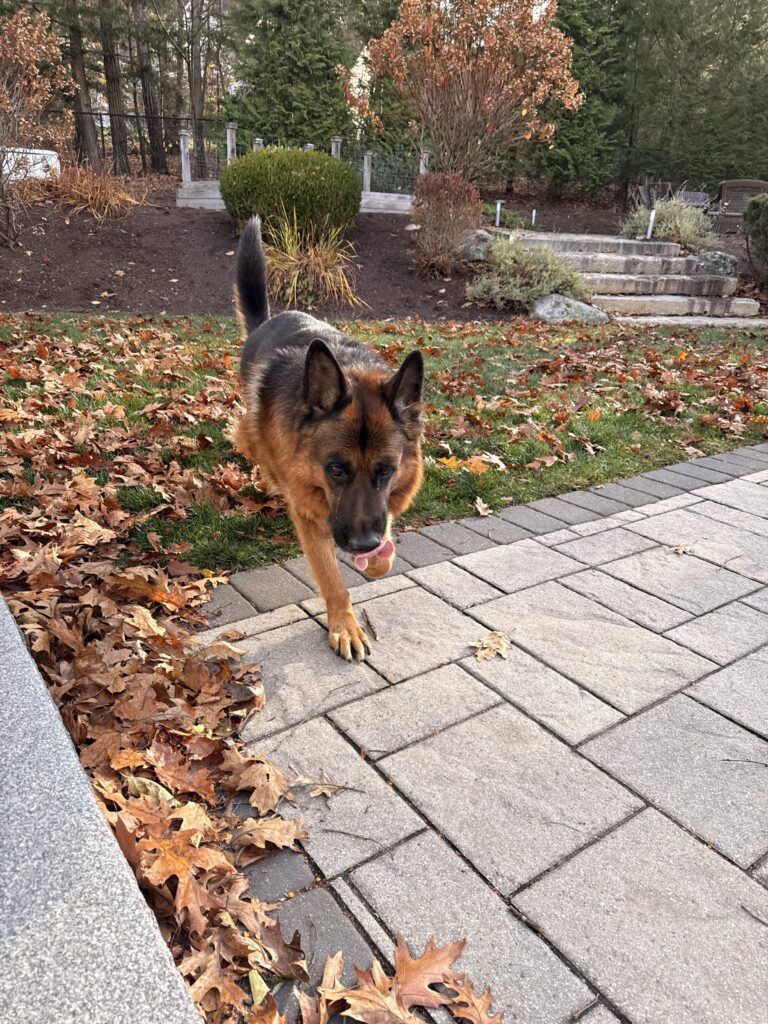 Max In The Morning