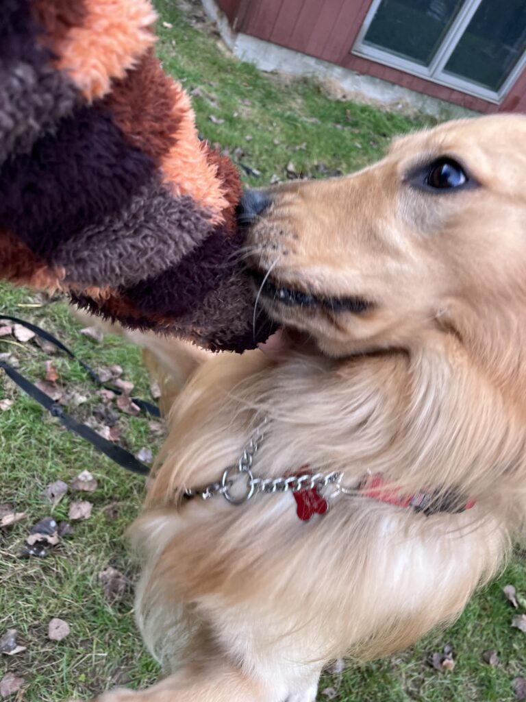 Scent of the wild