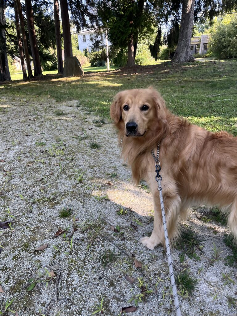 Adventure at the field
