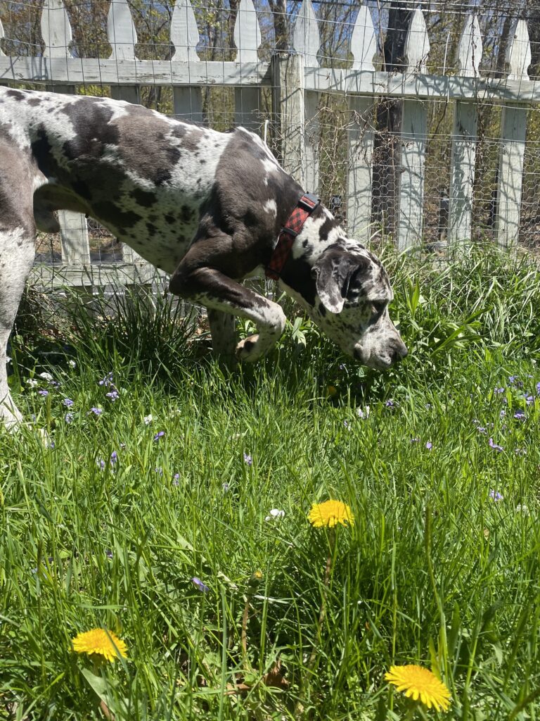 Dainty As A Dandelion