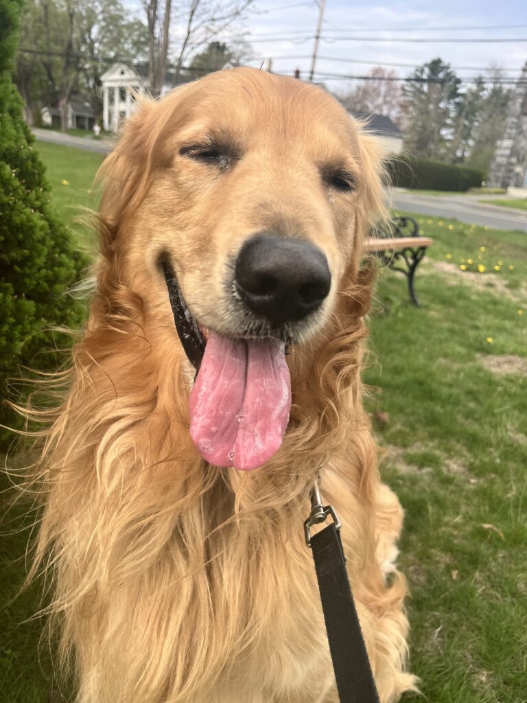 Pawfect Morning