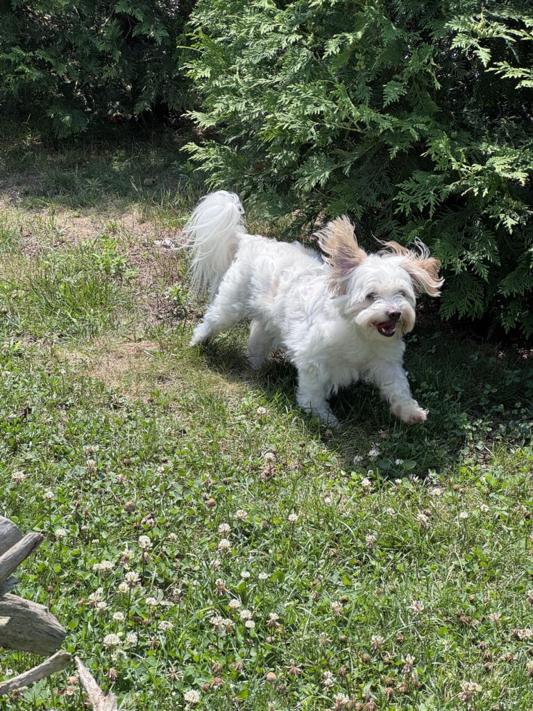A Romp Around The Backyard